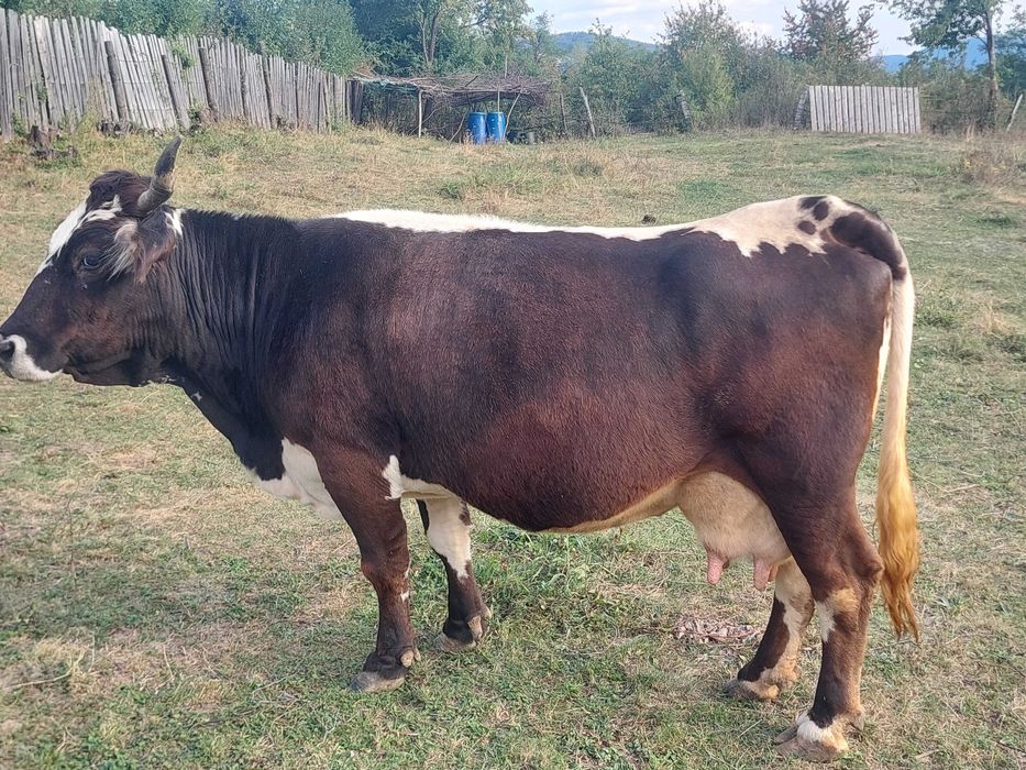 Vand vaca de lapte