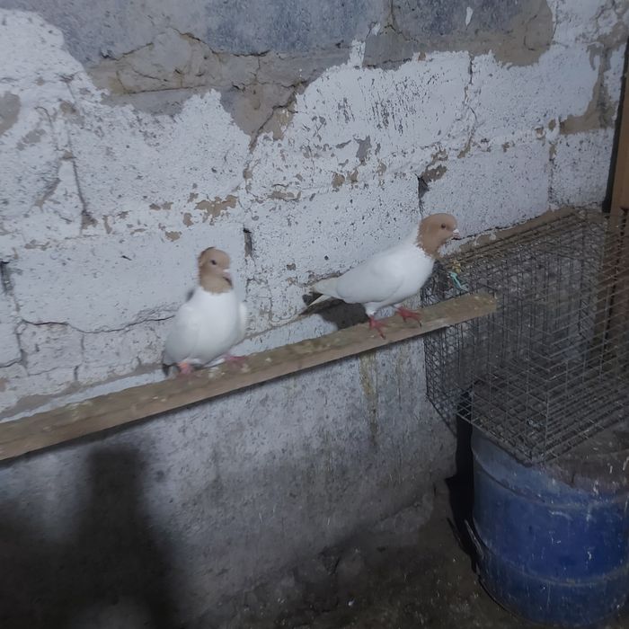 Сарыбас  лиси  самец лет с игрой  летные