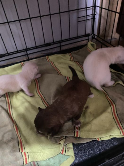 Продаются щенки ЧихуаХуа