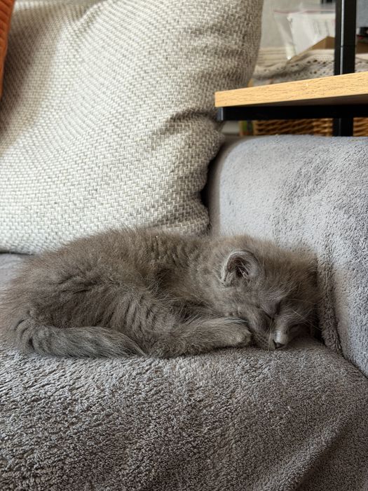 Котенок серый, девочка