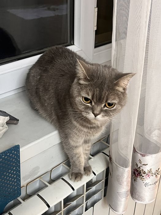 Кошка стерилизованная