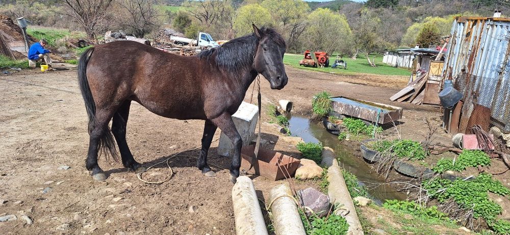 5 годишна кобила