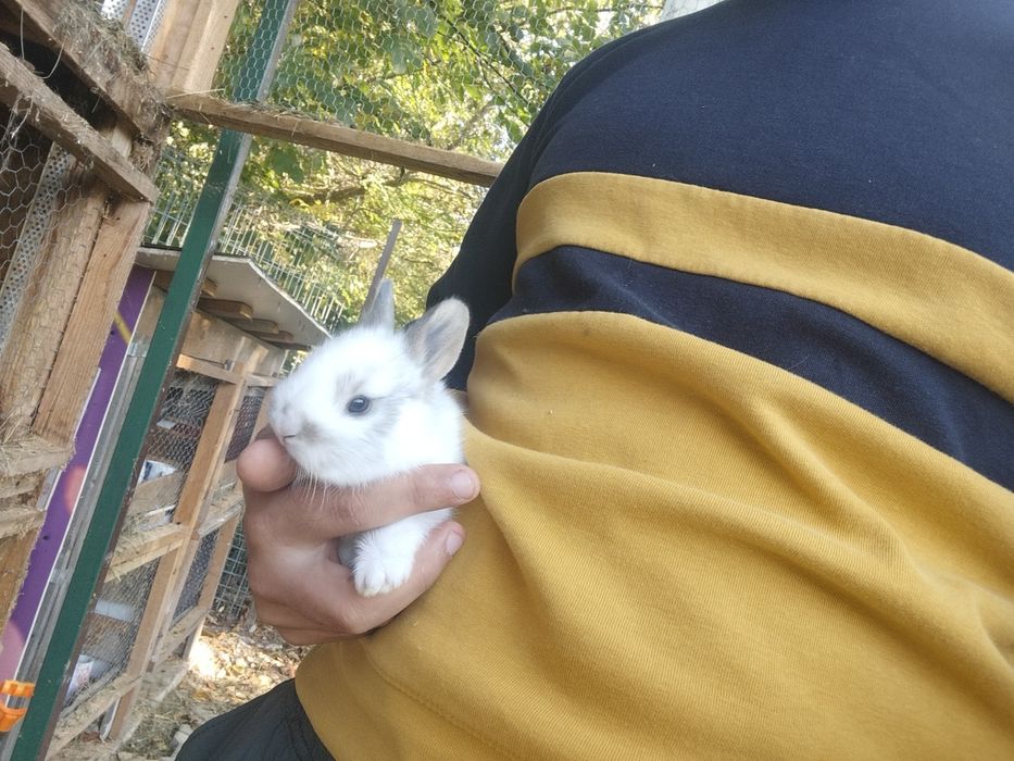 Iepurași de companie