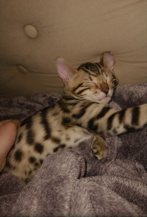 Бенгальский котенок