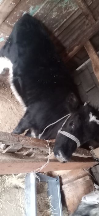 Тана сатылады ургашы