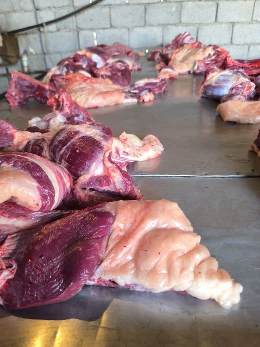 Дайын жілік жылқы еті бар