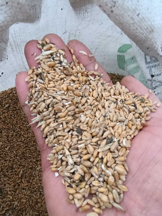 пшеница, Зерноотходы в мешках