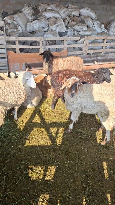 Продам   барашек