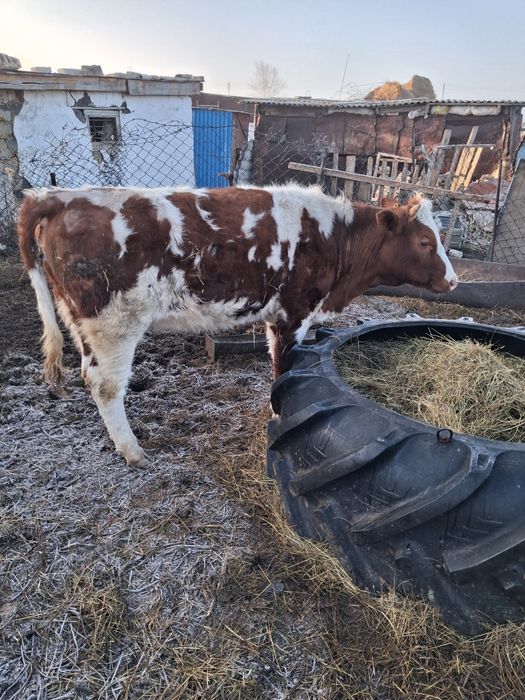 Продам КРС прдсосные коровы с  телятами