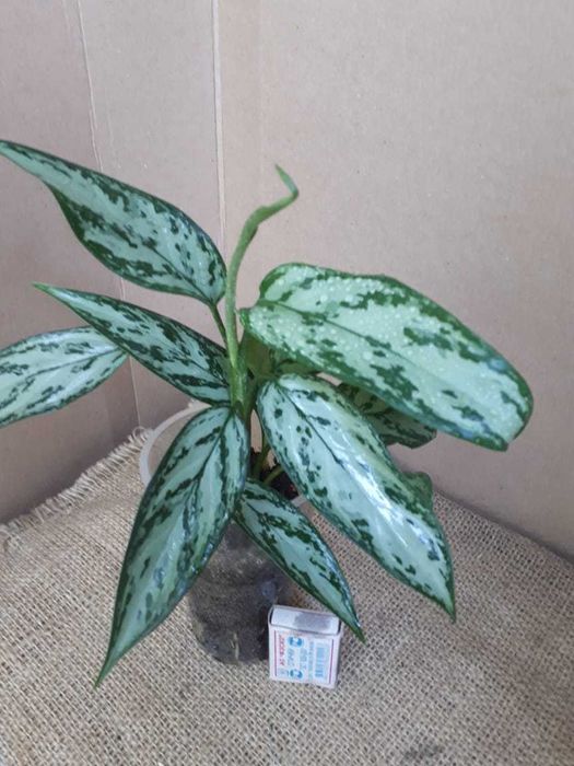 Аглаонема (Aglaonema)