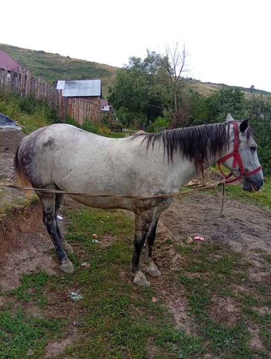 De vazhare iapa 8ani