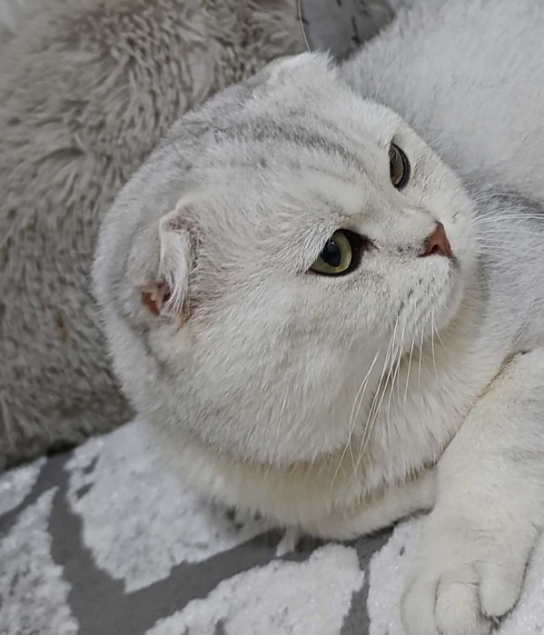 Вязка (Жуфтлашиш)Серебристая Шиншилла Скоттиш Фолд