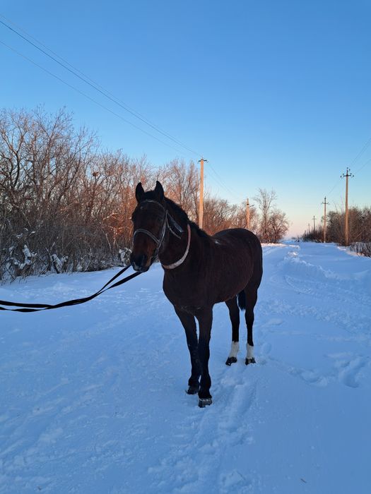 Продам жеребец английский Продам