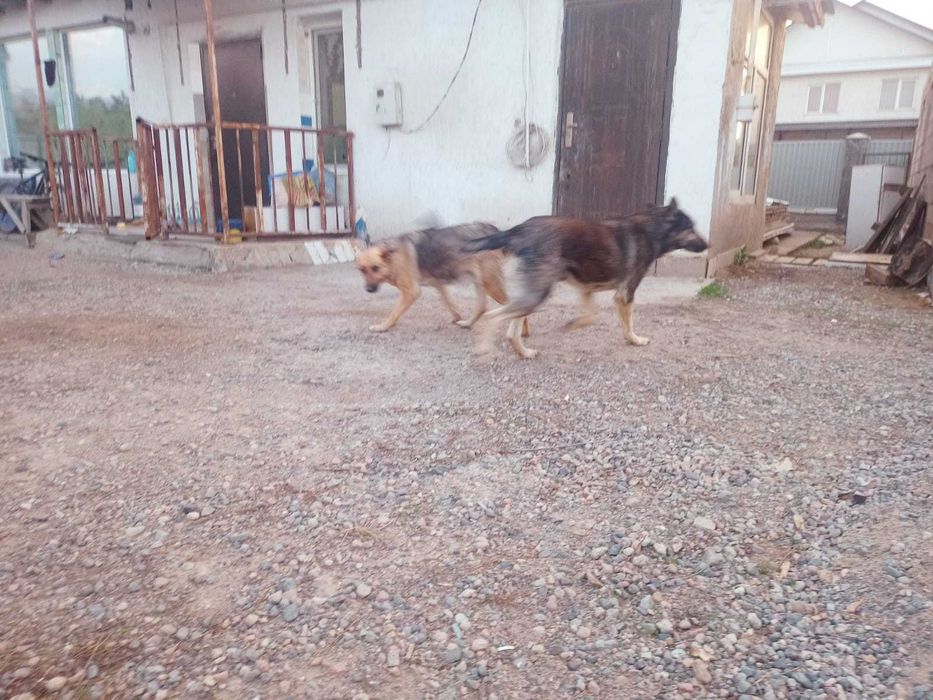 Восточно Европейская овчарка