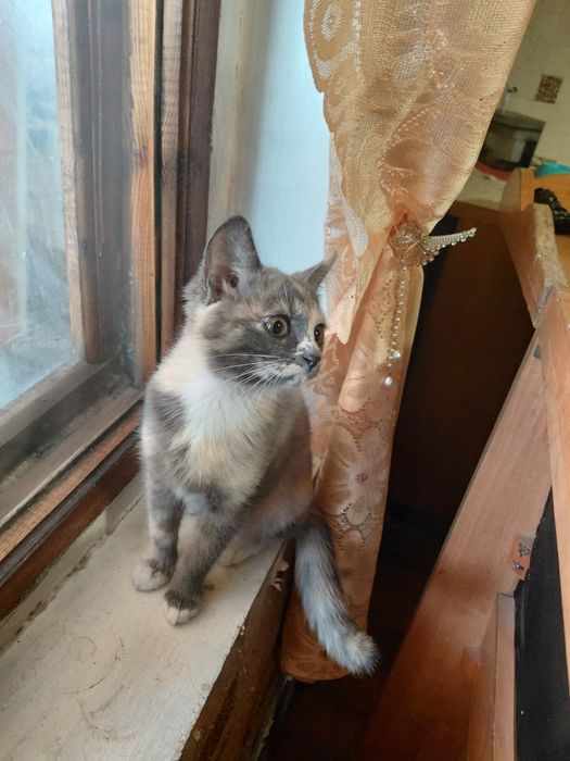 Котенок девочка в добрые руки