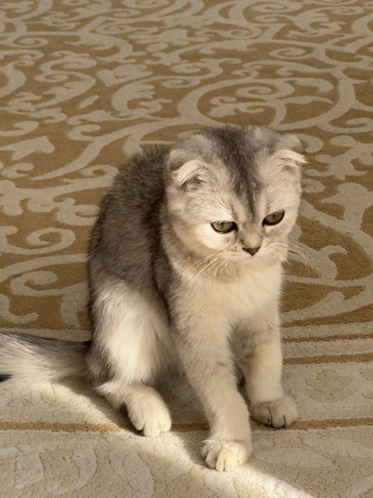 Scottish Fold — девочка, 4 месяца (Ташкент)
