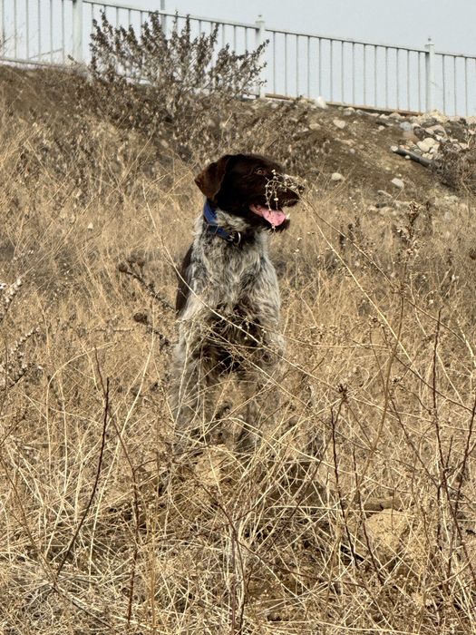 Дратхаар Девочка