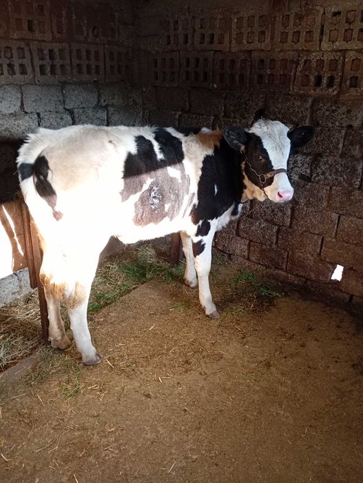 Vițea de vânzare în județul olt