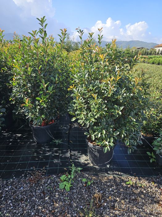 Photinia red Robin toate dimensiunile