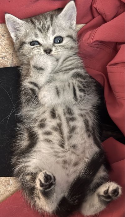 Котенка продам .
