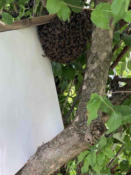 ЕвоРой - примамка за пчелни рояци