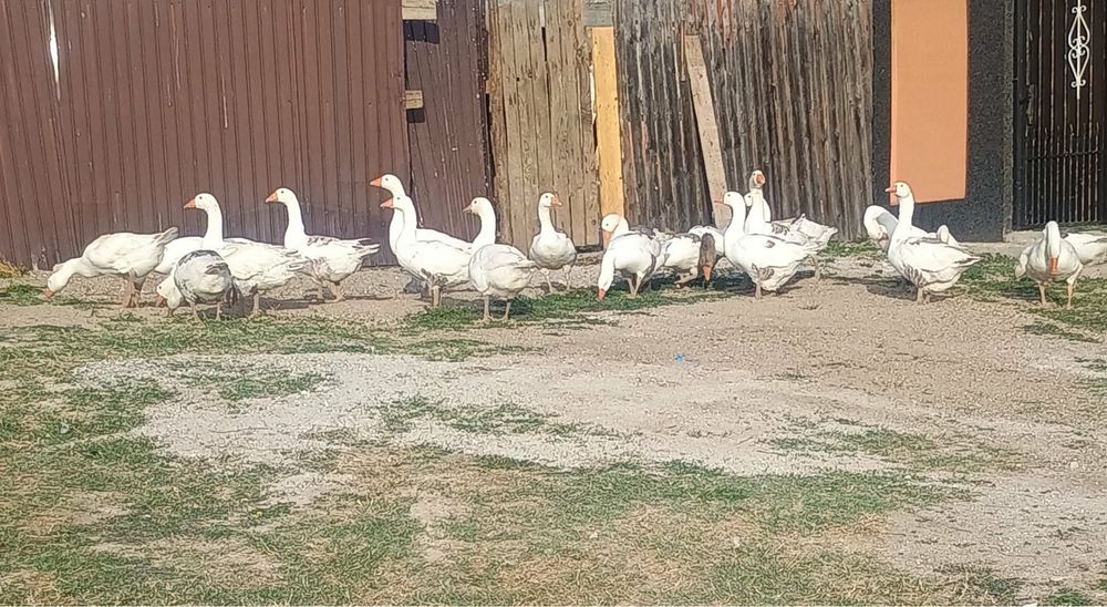Gâște de vânzare