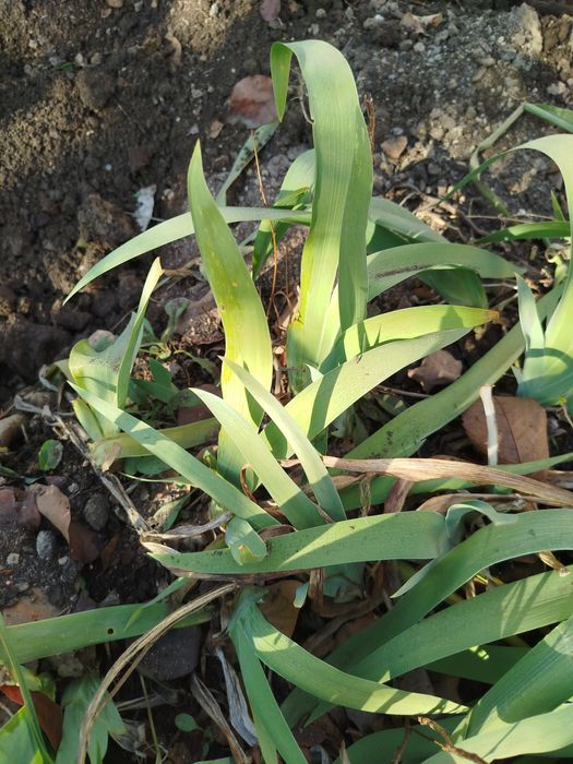 Отдам кусты ирисов