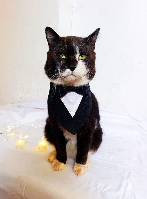 Котик в добрые руки