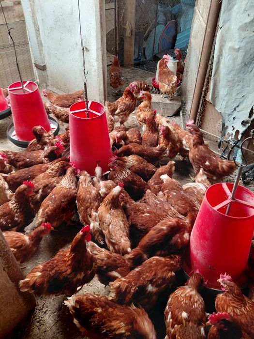 Vând găini ouătoare .