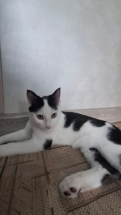 Котёнок мальчик даром