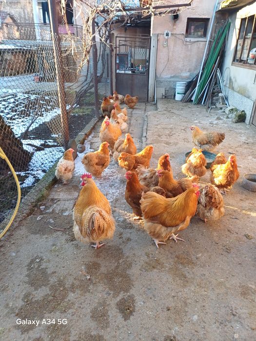 Яйца за люпене от орпингтон