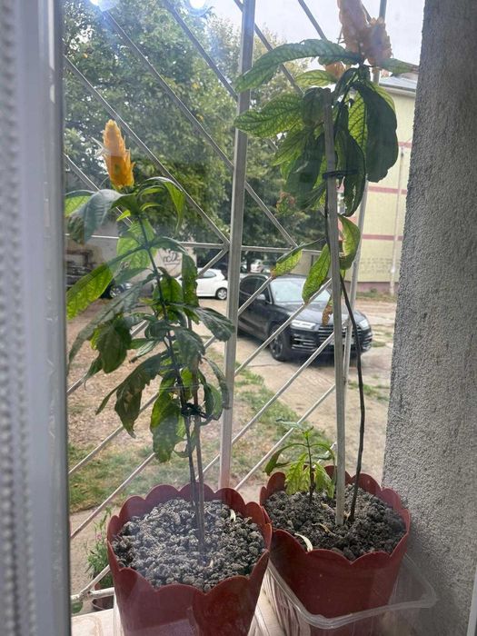 Pachystachys  sau Spicul auriu