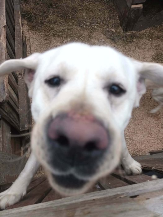 Se vinde caini labradori