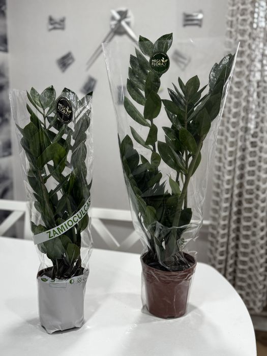 Замиокулькас продам