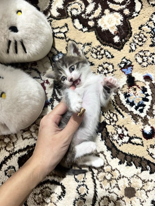 Отдам на хорошие руки