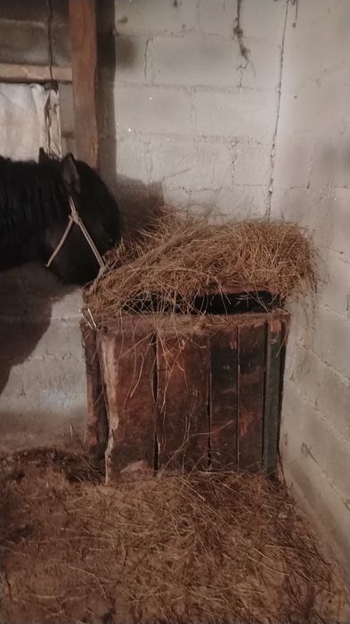 Срочно   Продам  коня играет кокпар