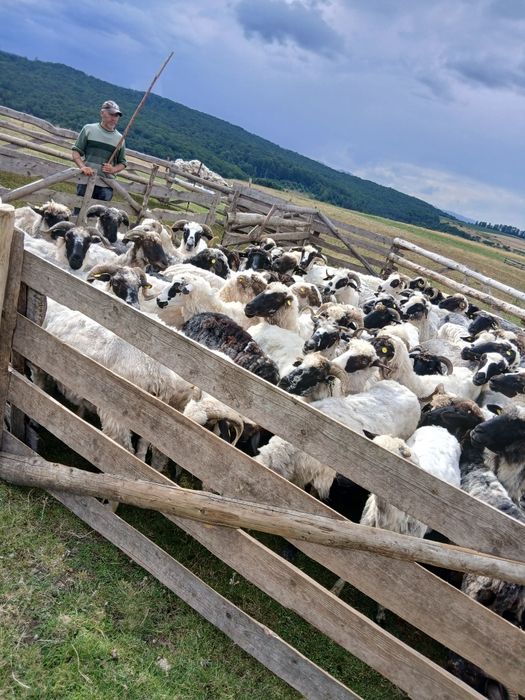 Vad 60 de oi pretul este de opt sute de lei bucata negoceabil sunt miori sunt cu lapte cea mai batrana are 4 mei la cere se vand si 2 berbeci
