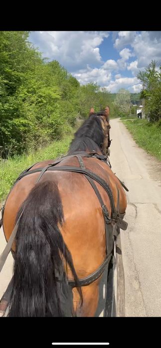 Iapa tanara si cuminte