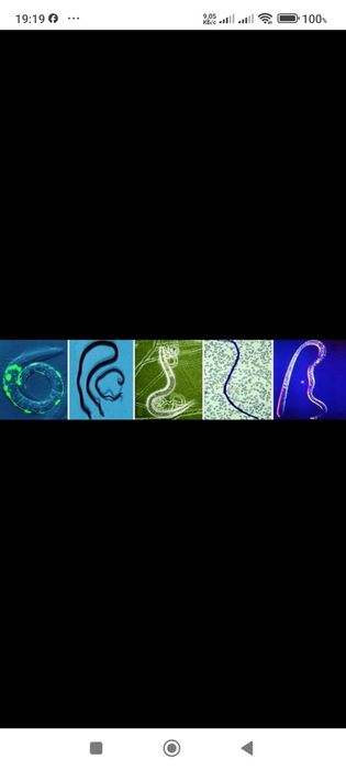 Ловушка для аквариумных паразитов.