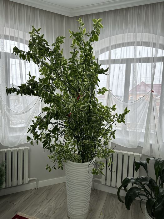 Педилантус 2.5 метра