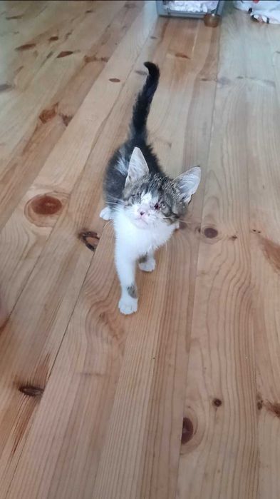 Котенце си търси дом