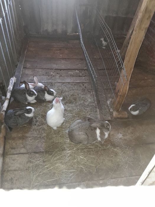 Vand iepuri hycole francez