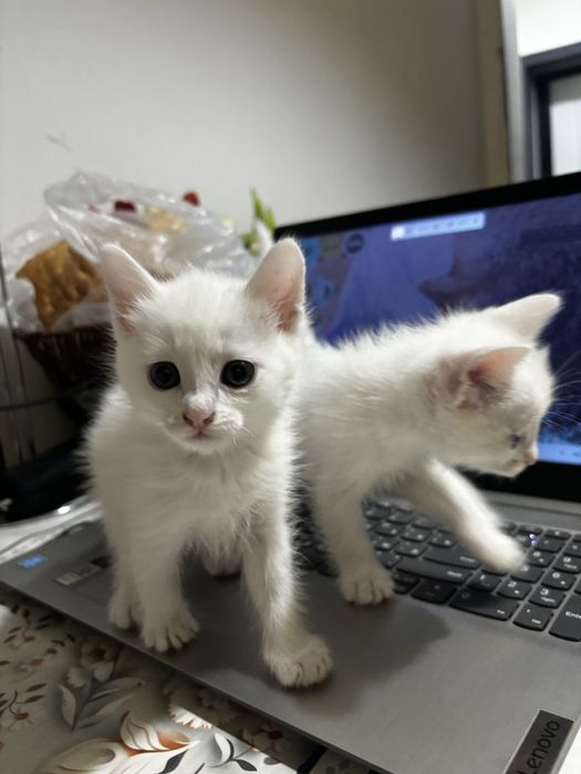 Отдам котят в добрые руки