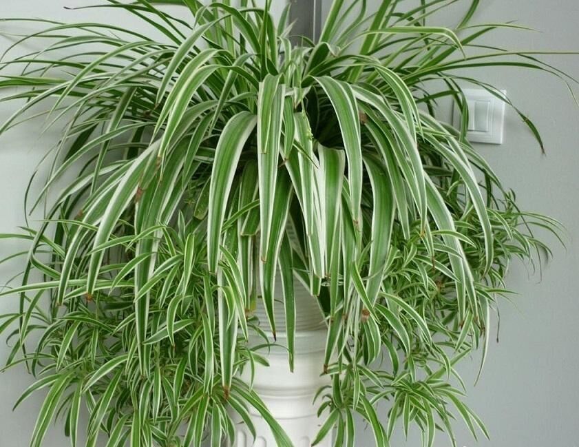 Хлорофитум вариегатный (Chlorophytum variegatum) — 25–30 см