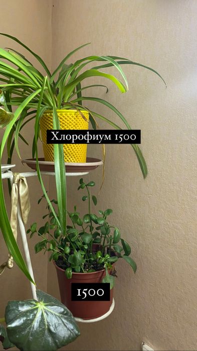 Продам комнатные цветы