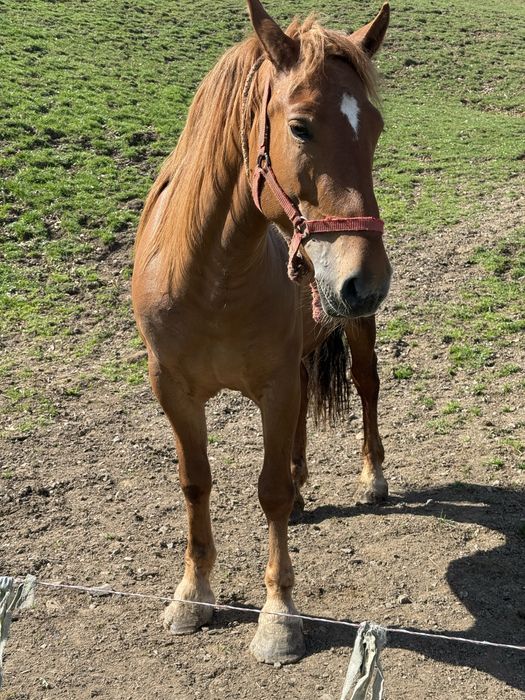 Iapă în vârstă de 3 ani