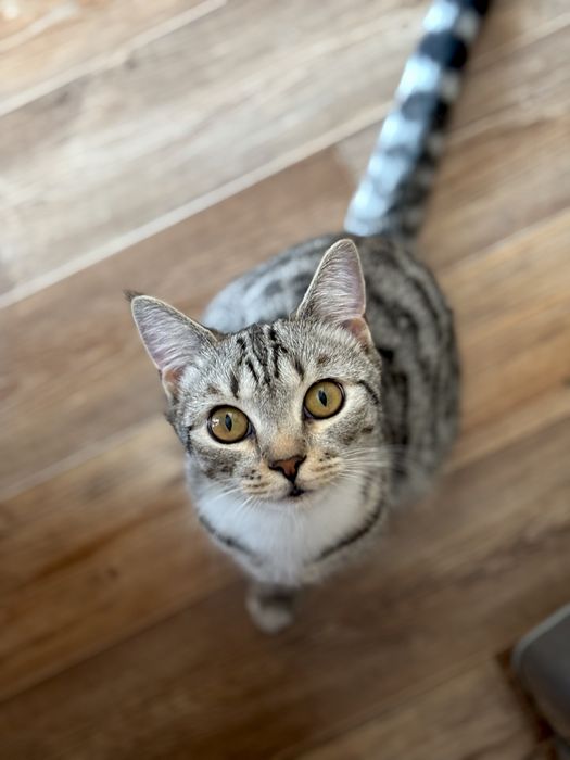 Отдам кошечку в добрые руки)