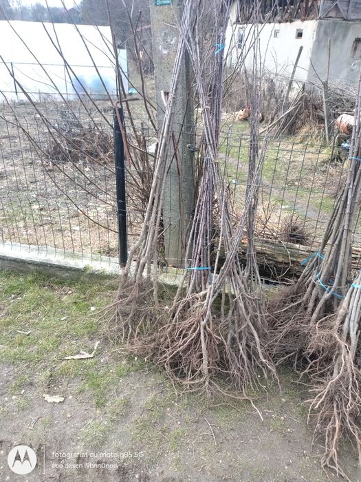 Vând diferite soiuri de pomi fructiferi