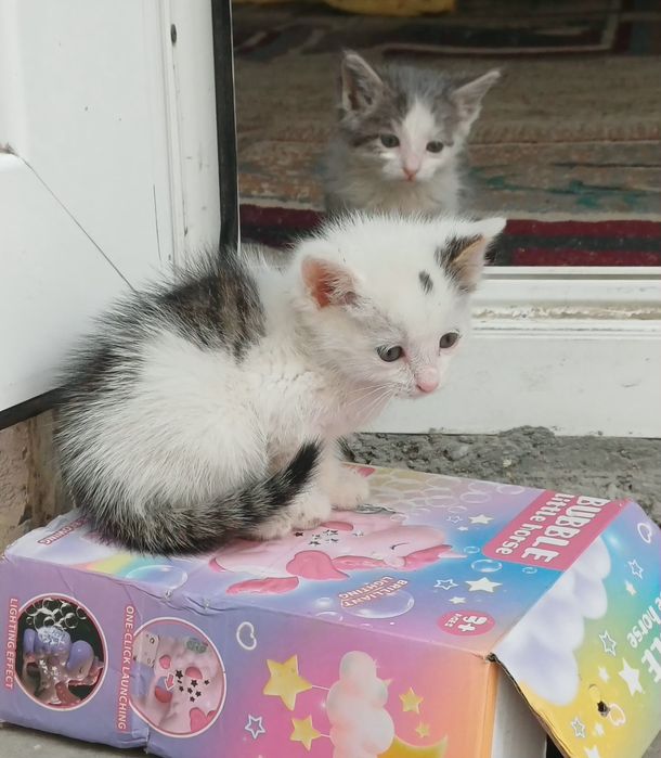 Отдам котят в добрые руки бесплатно