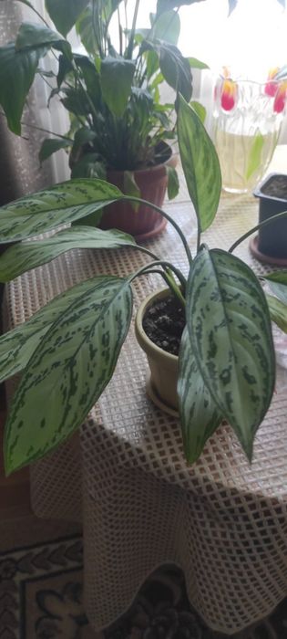 цветы, цена договорная